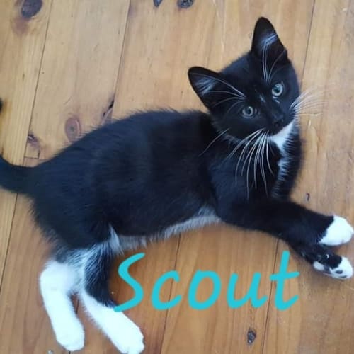 Scout