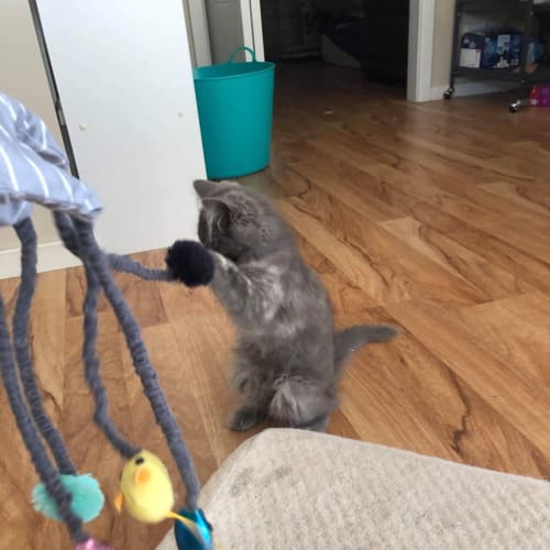 Nala 