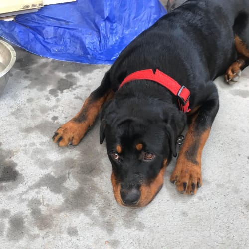 Duke 