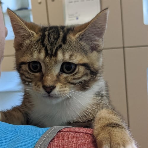Pip