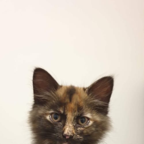Miso