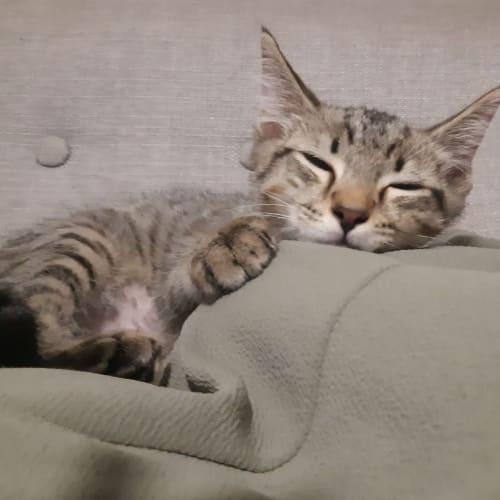 Leo