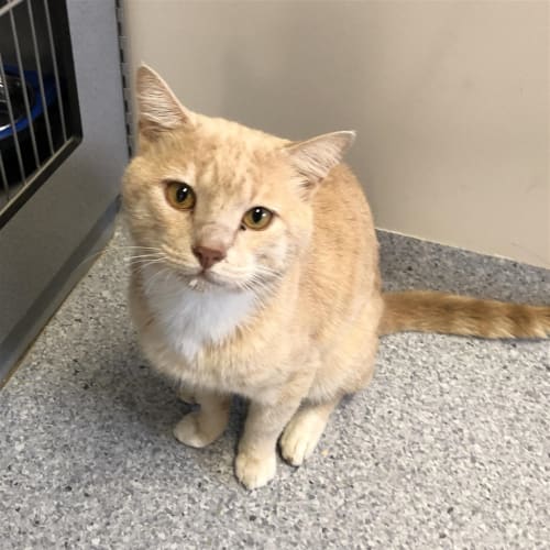 Garfield
