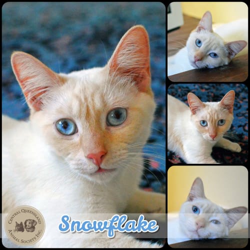 Snowflake