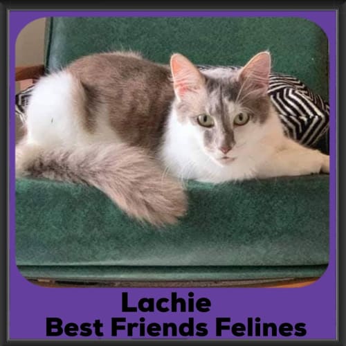 Lachie