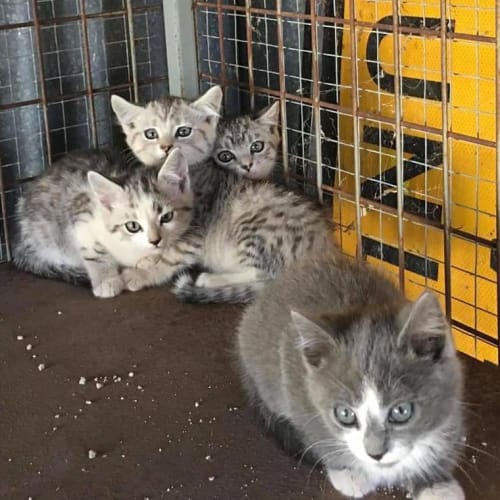 Foster carers needed for a mini Rescue