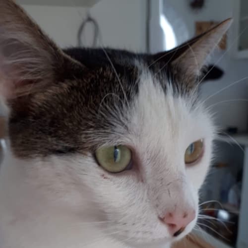 Finn 