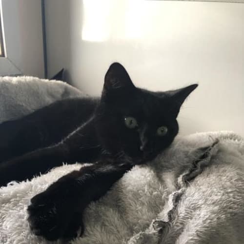 Harvey
