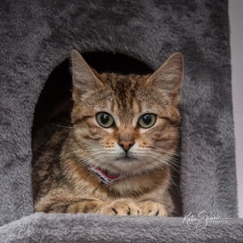 Mae