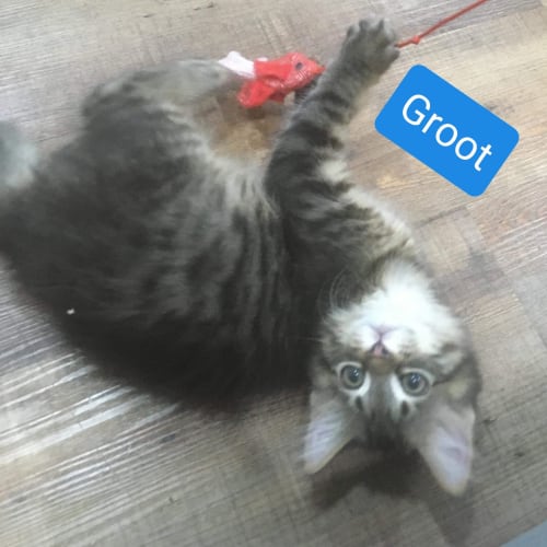 Groot