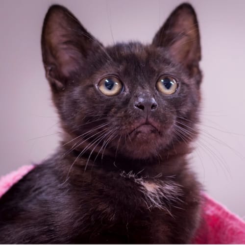 Black Panther
