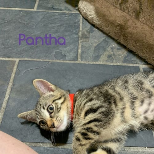 Pantha