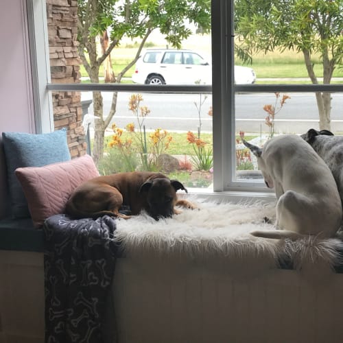 Bayleaf - ignores the cats