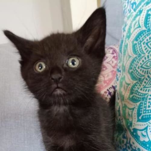 Miso