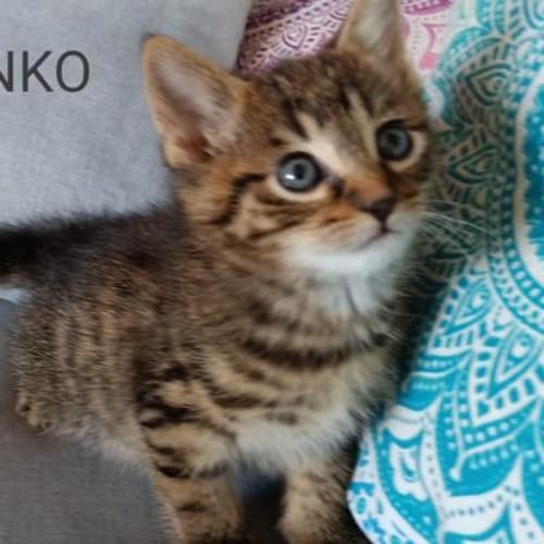 Panko