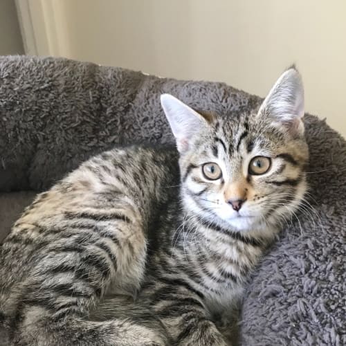 Maggie