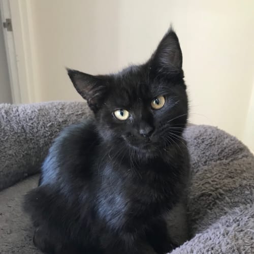 Pepper