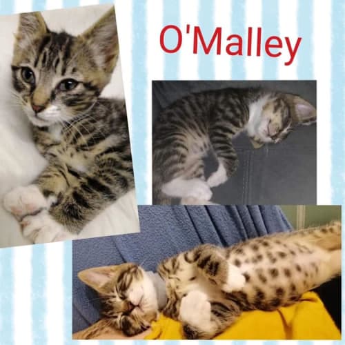 O'Malley