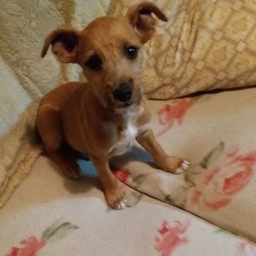Puppy Binkie DL2337