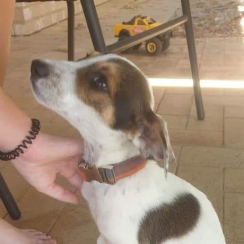 Puppy Apollo DL2338