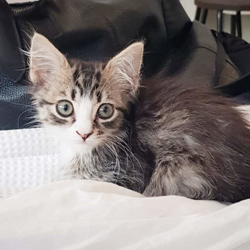 Pip