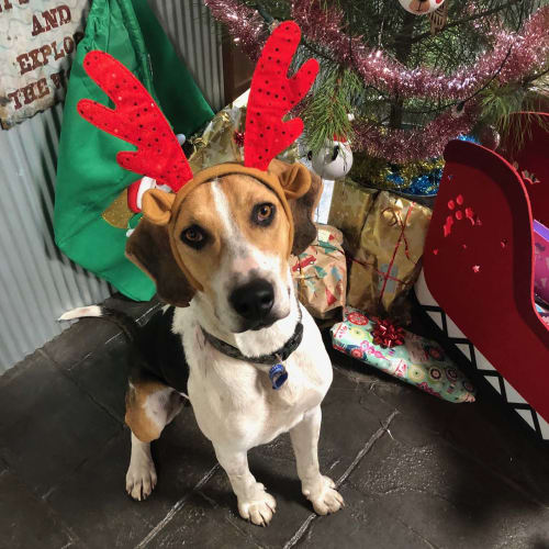 Kefi ~ 8mo Harrier x Foxhound (On Trial 22/3/20)