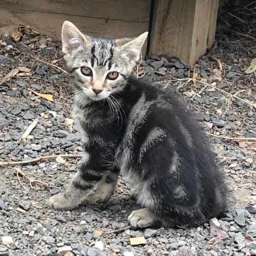 Savannah