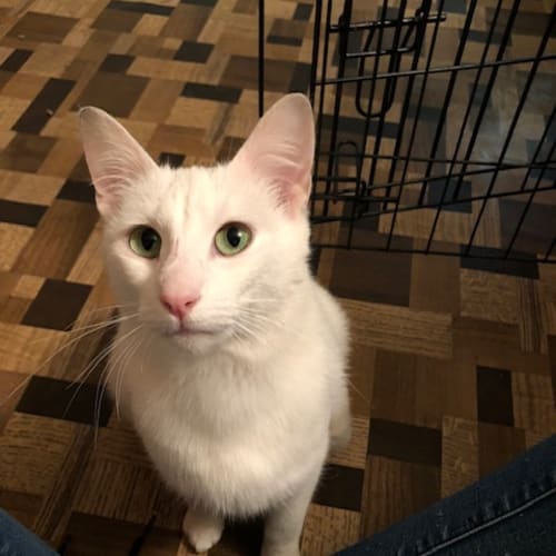Mia - Meet Me at Neko HQ in Preston