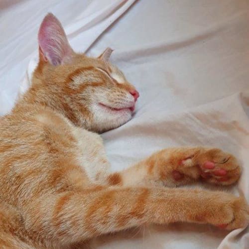Biscuits