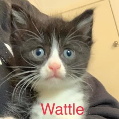 Wattle