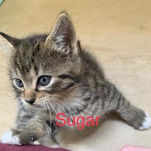 Cupcake