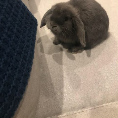 Pip