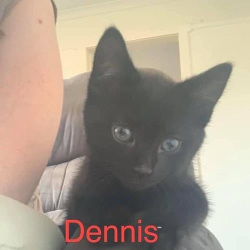 Dennis