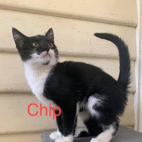 Chip