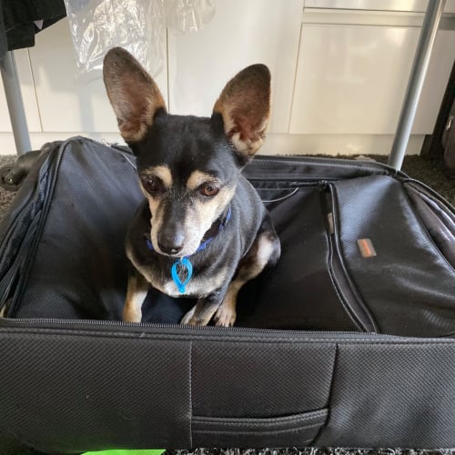 Benji