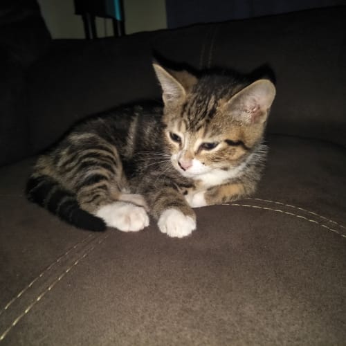 Crumpette