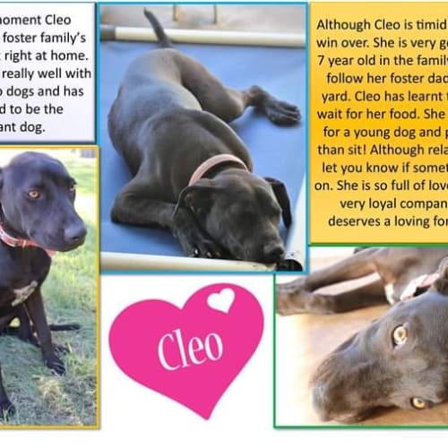 Cleo