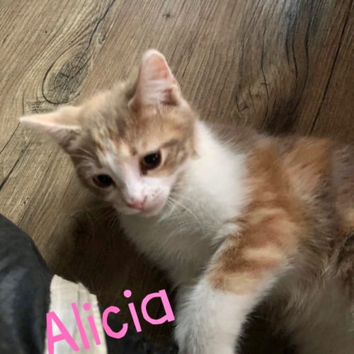 Alicia