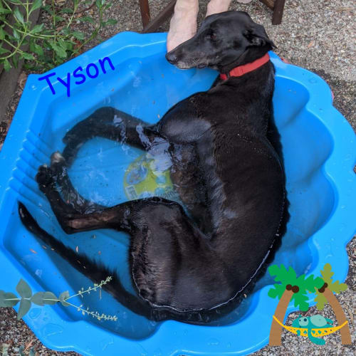 Tyson
