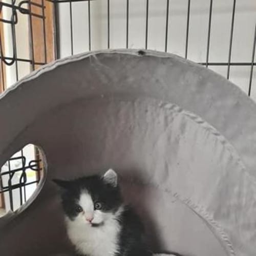 Georgie