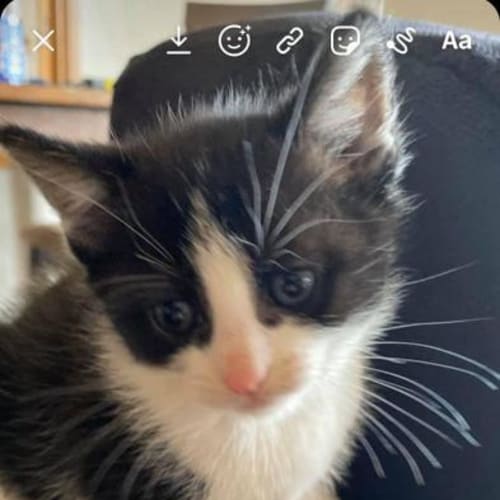 Oreo