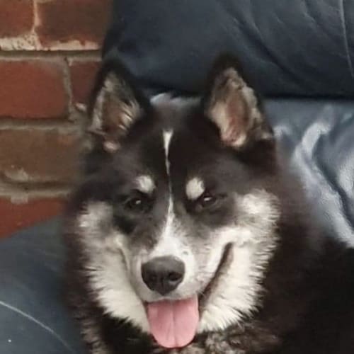 Mahala Akita 🧡🧡🧡
