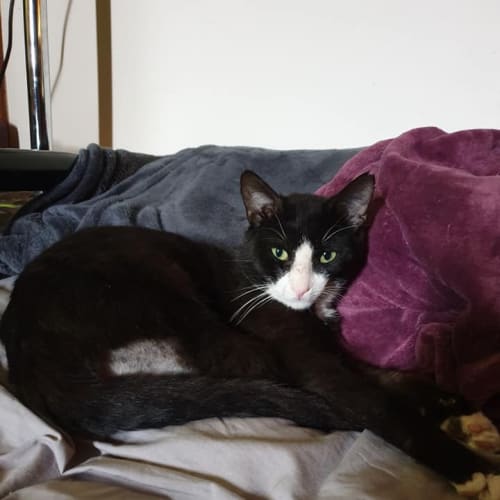 Sylvester 