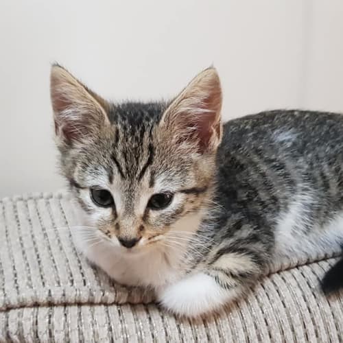 Clyde - Available mid to late January