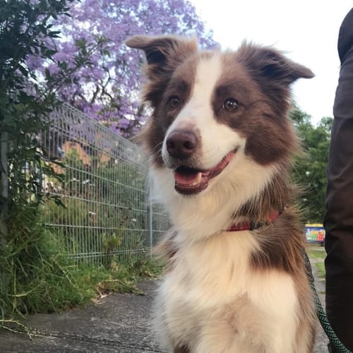Nala-Rose