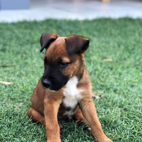Ziggy