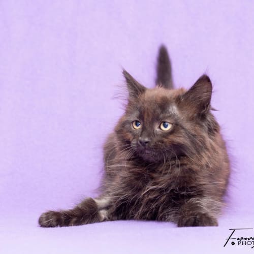 Twirl **2nd Chance Cat Rescue