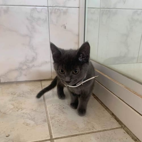 Elsa ❤