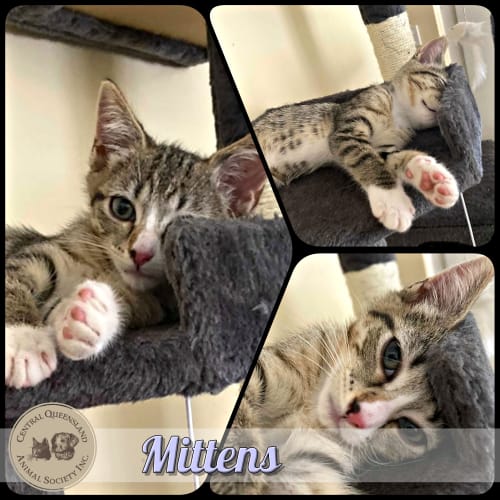 Mittens
