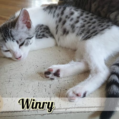 Winry